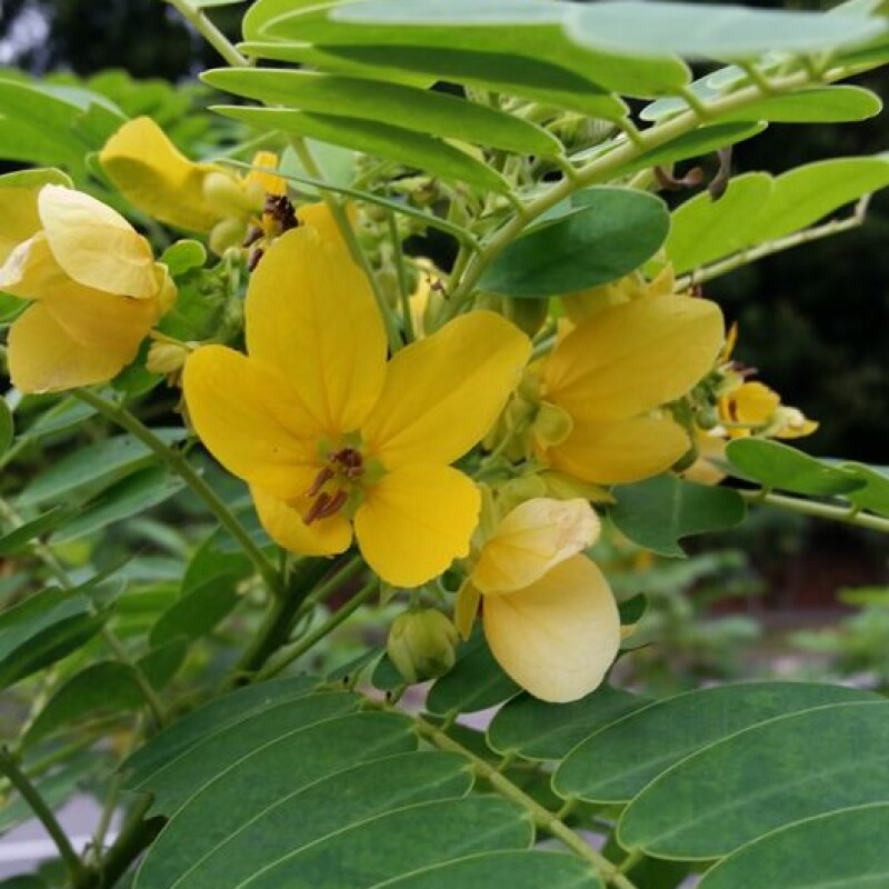 Amazing Health Benefits of Avarampoo ~ Senna Auriculata ~ Cassia Auriculata ~ Tanner's Cassia